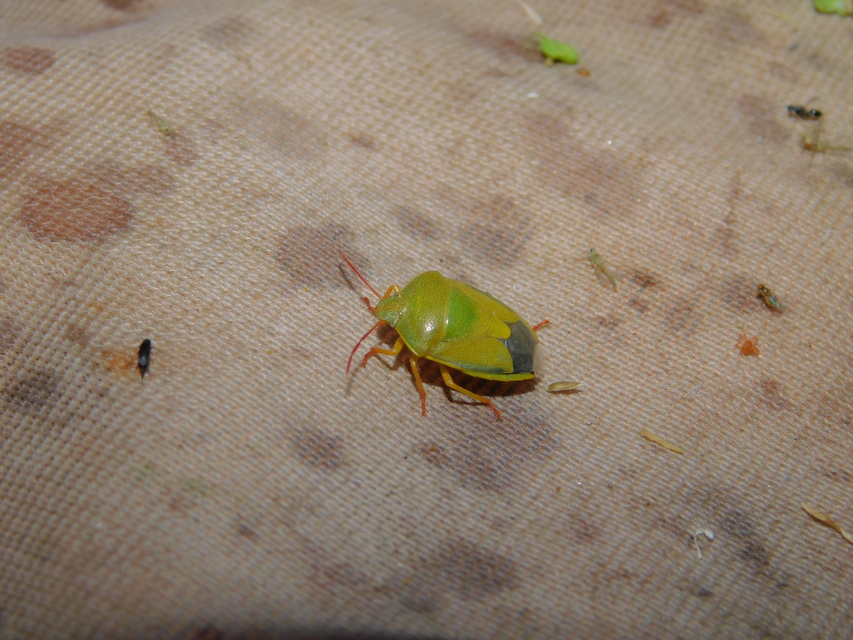Piezodorus lituratus - bíboros címerespoloska Piezodorus lituratus - bíboros címerespoloska