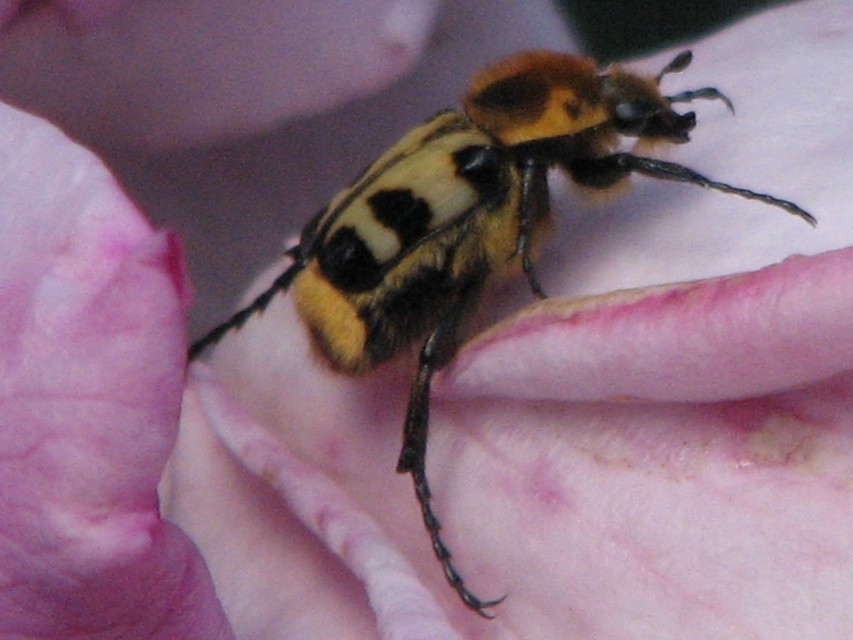 Trichius sexualis - keleti prémesbogár