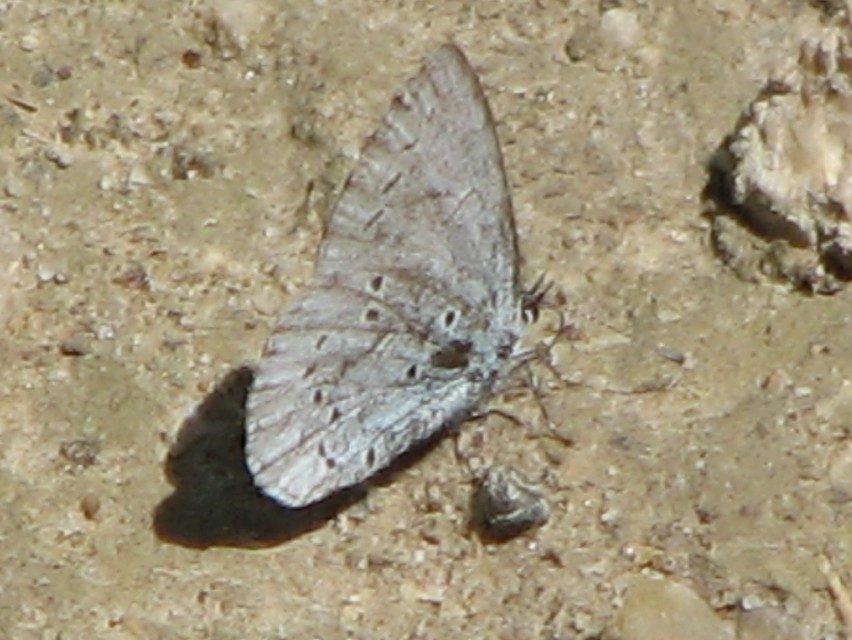 Celastrina argiolus - bengeboglárka