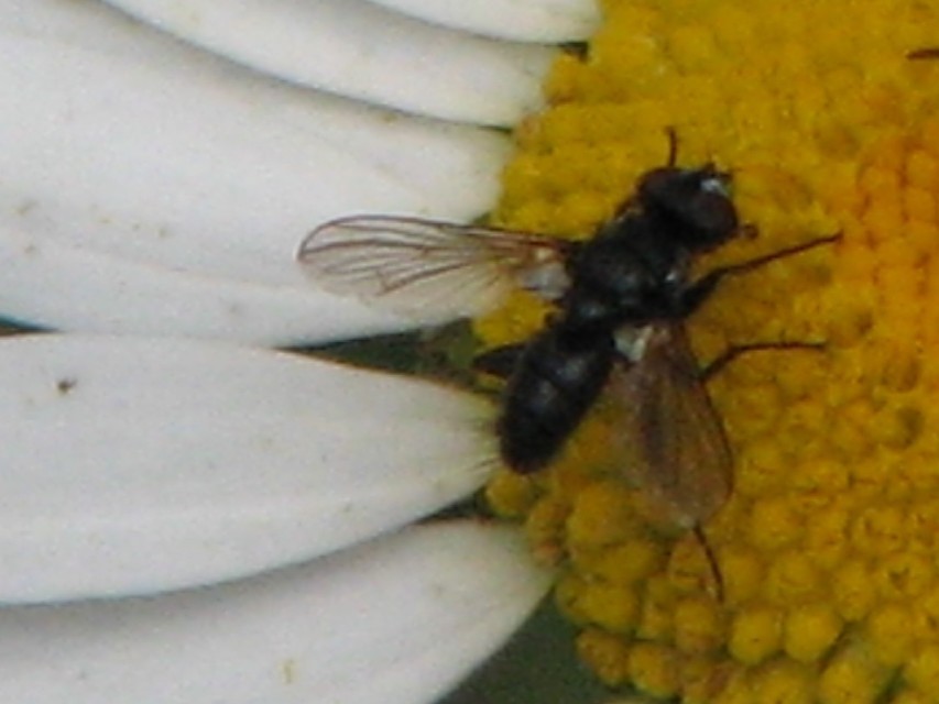 Phania
