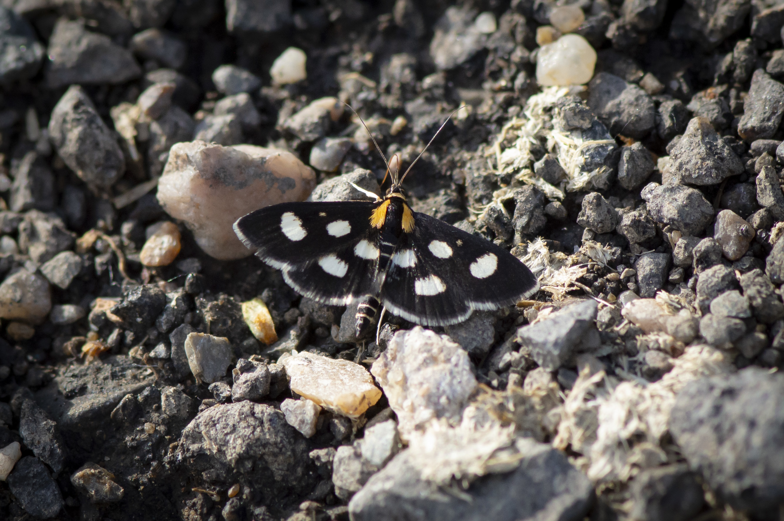 Anania funebris - aranyvessző-kormosmoly