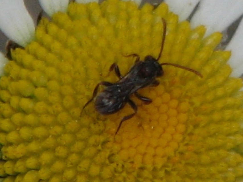 Nomada