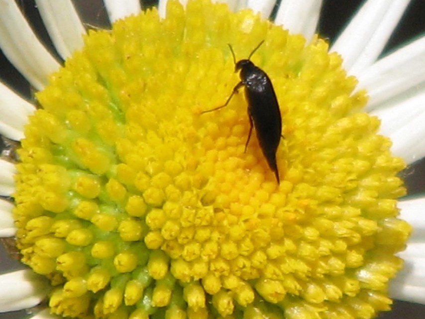 Mordellidae - marókafélék
