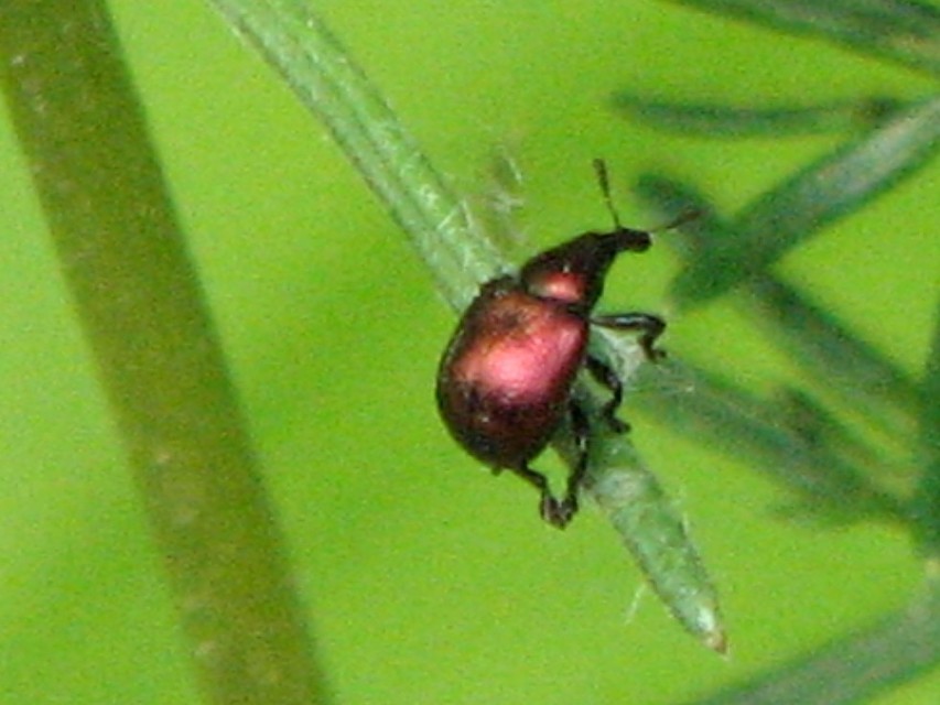 Byctiscus populi - nyárfa-levélsodró