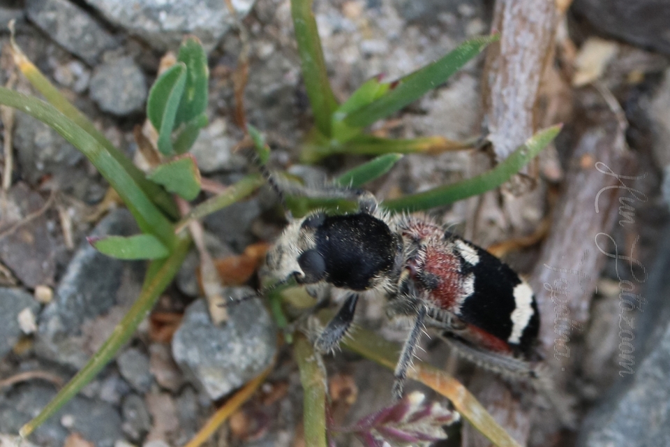 Clerus mutillarius - feketenyakú szúfarkas