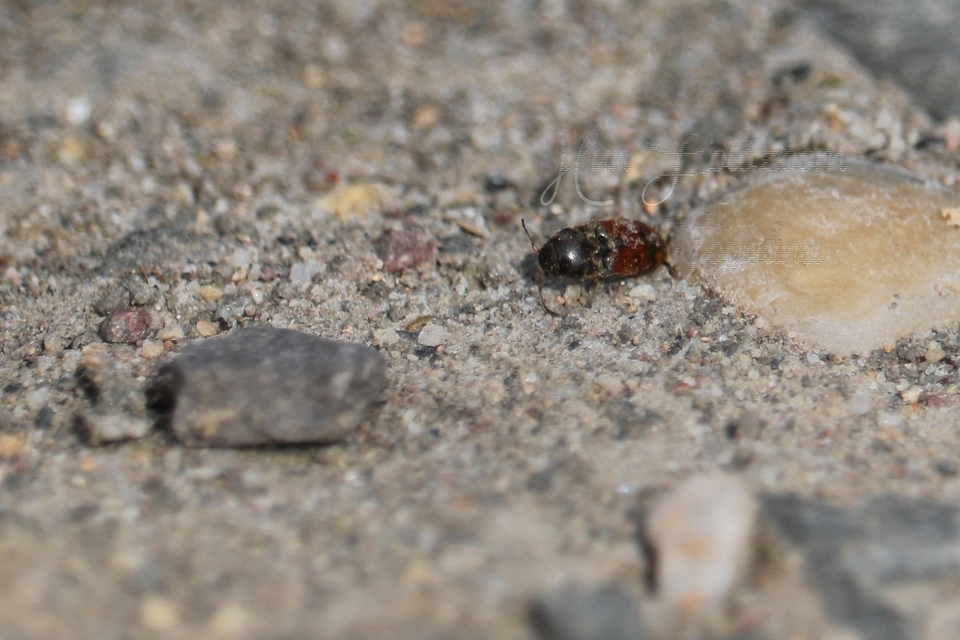 Drasterius bimaculatus - változékony pattanó
