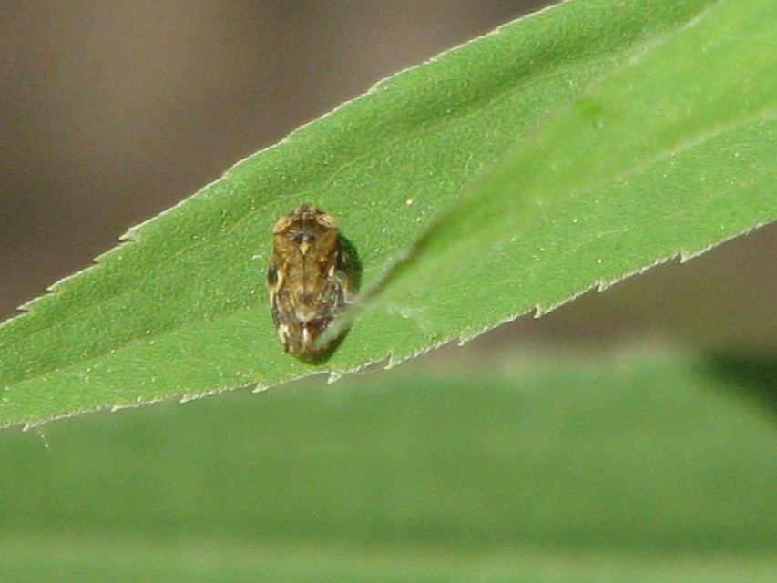 Aphrophoridae