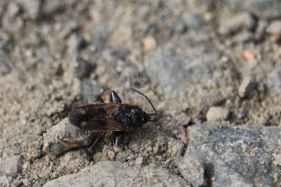 Eremocoris fenestratus - avarbodobács