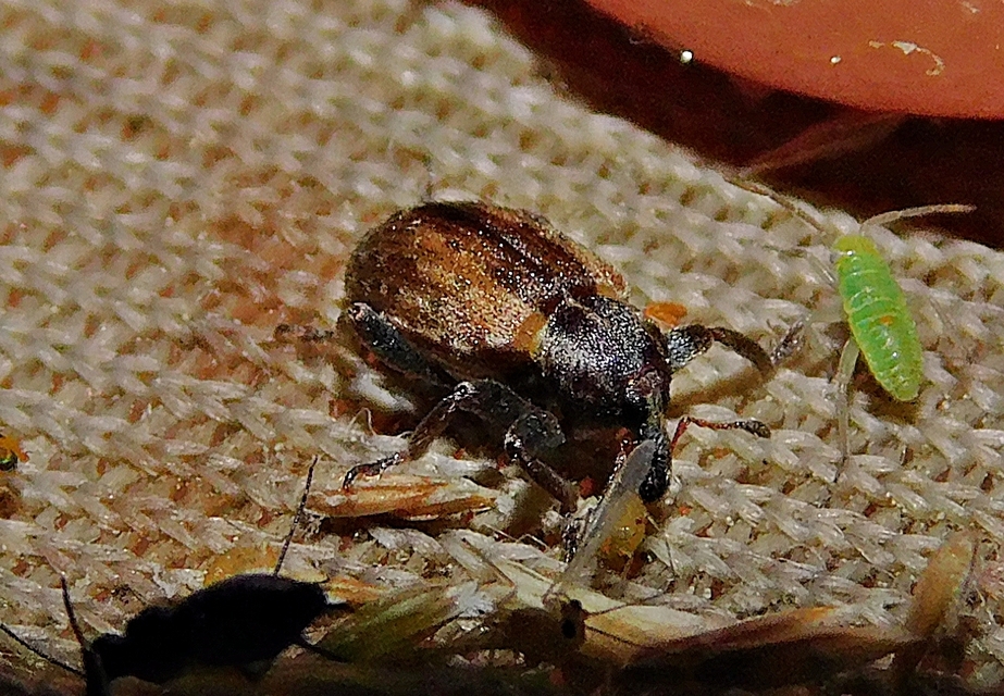 Hypera postica - lucerna-pikkelyesormányos