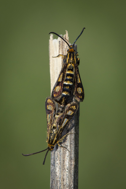 Sesiidae - szitkárfélék