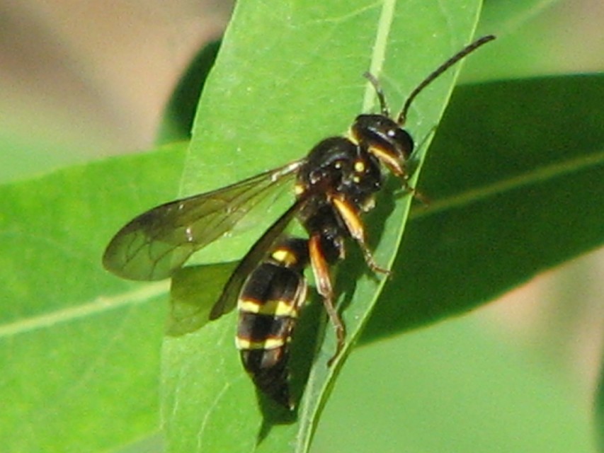 Crabronidae - szitásdarazsak