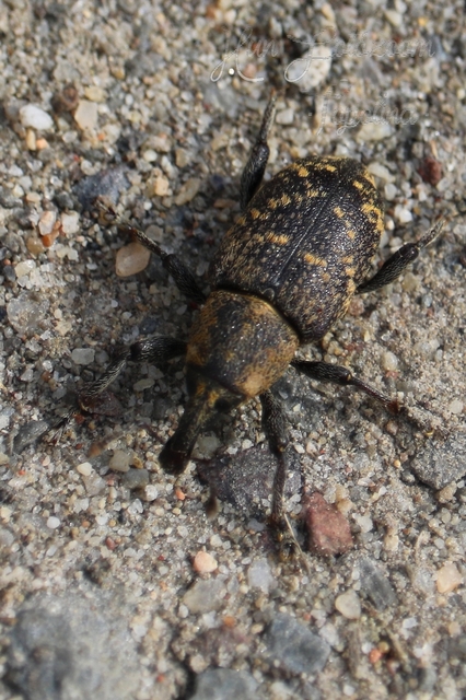Hylobius abietis - nagy fenyvesormányos
