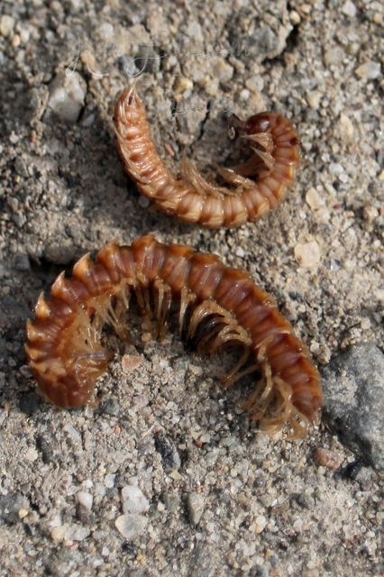 Diplopoda - Ikerszelvényesek