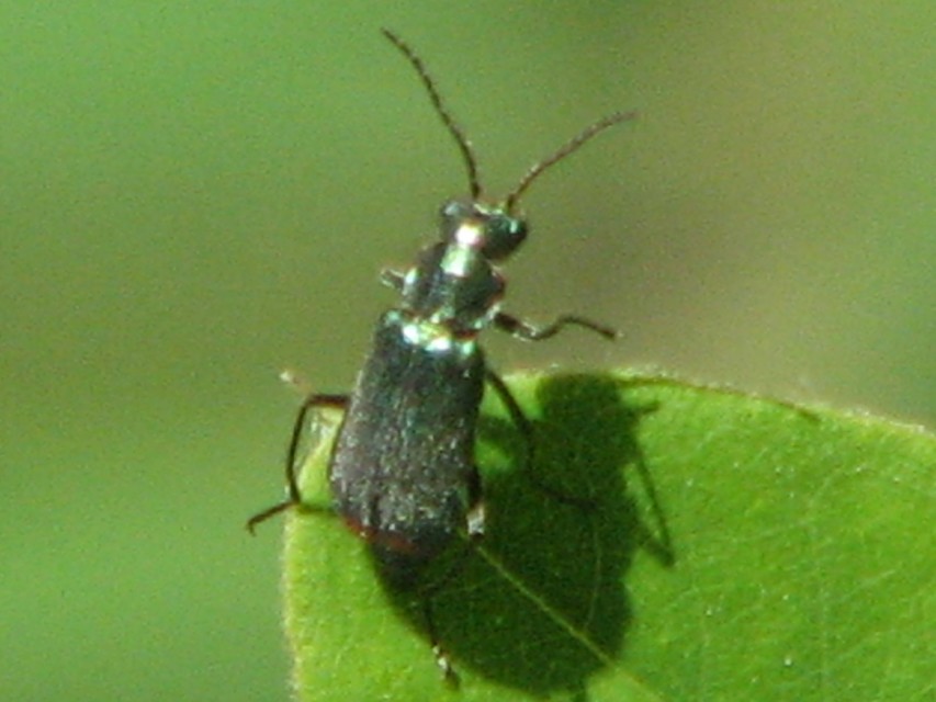 Melyridae - sziklaibogár-félék