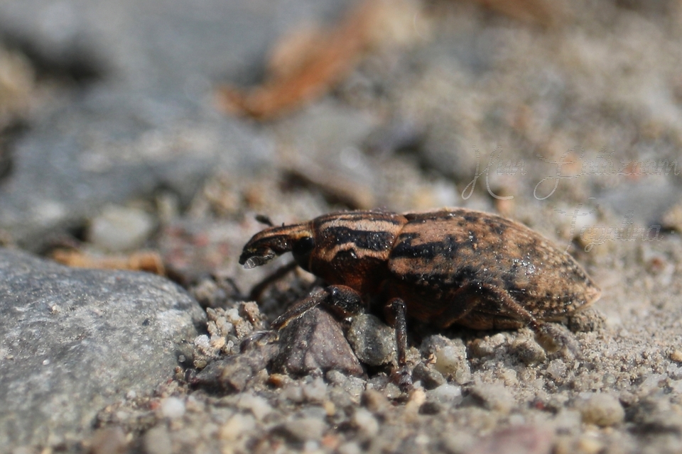 Pseudocleonus cinereus - hamvas barkó