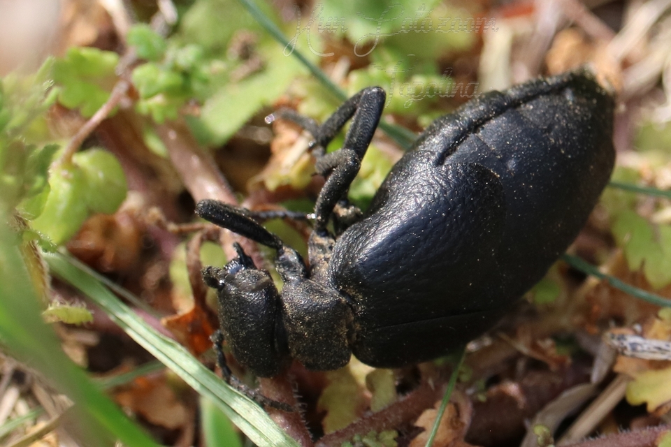 Meloe rugosus - ráncos nünüke