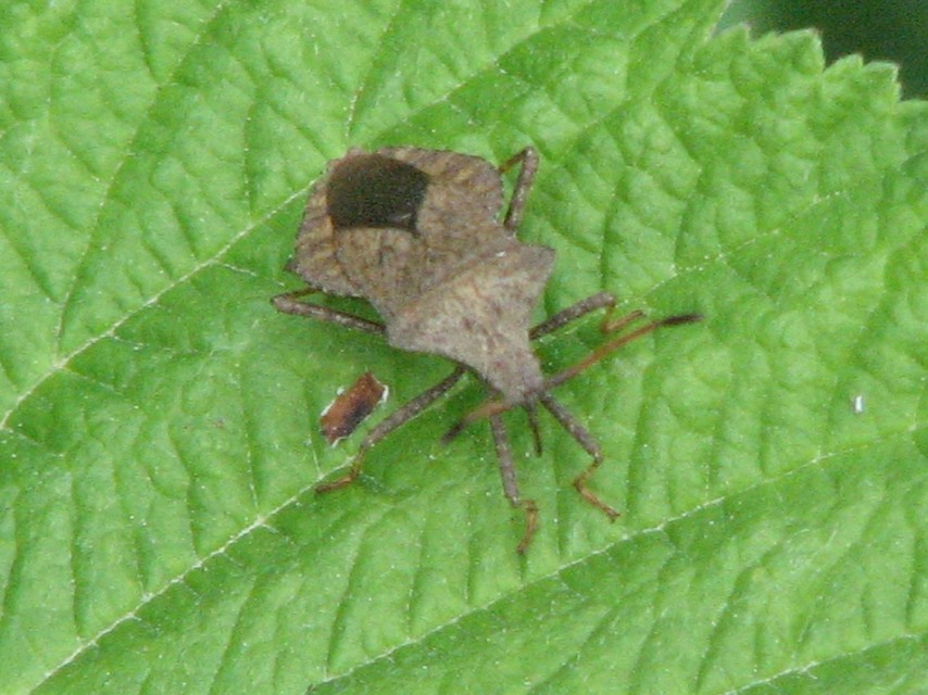 Coreus marginatus - közönséges karimáspoloska