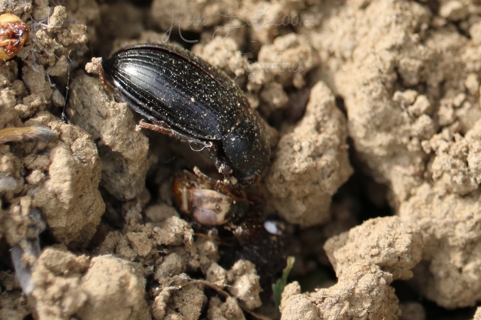Nalassus dermestoides - rövidszárnyú gyászbogár