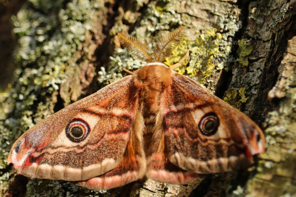 Saturnia pavoniella/pavonia