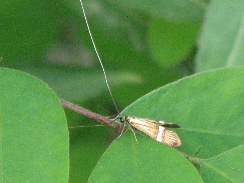 Nemophora degeerella - pompás tőrösmoly