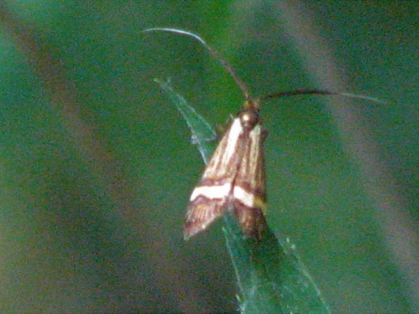 Nemophora degeerella - pompás tőrösmoly