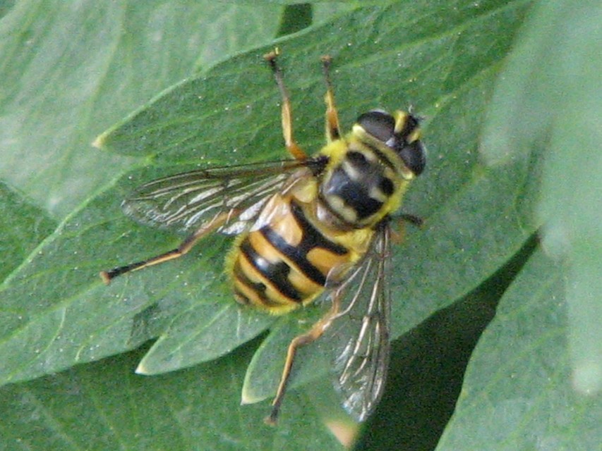 Myathropa florea - halálfejes odúlégy