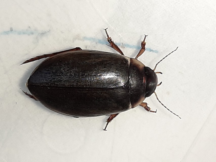 Colymbetes fuscus - gyakori recéscsíkbogár