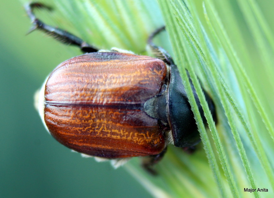Anisoplia lata - széles szipoly Anisoplia lata - széles szipoly