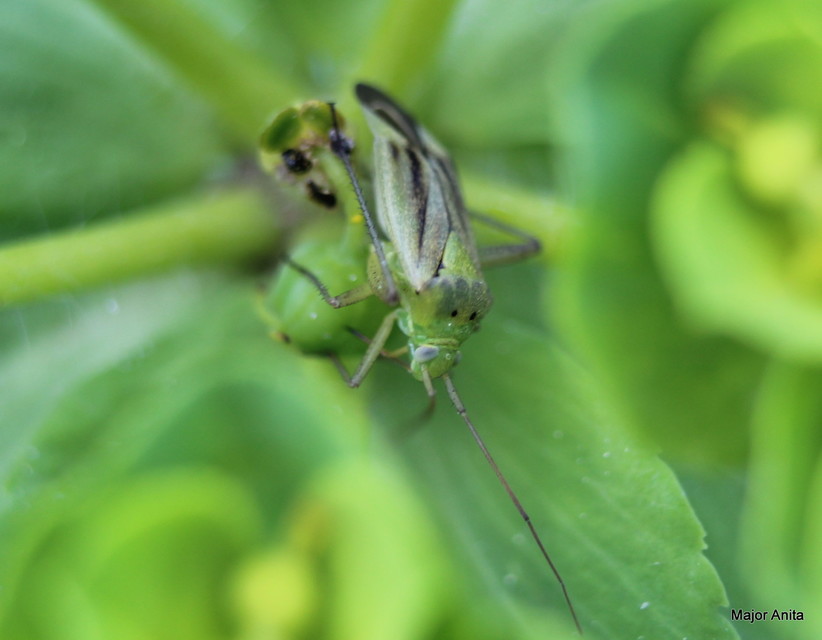 Closterotomus norwegicus - zöld mezeipoloska