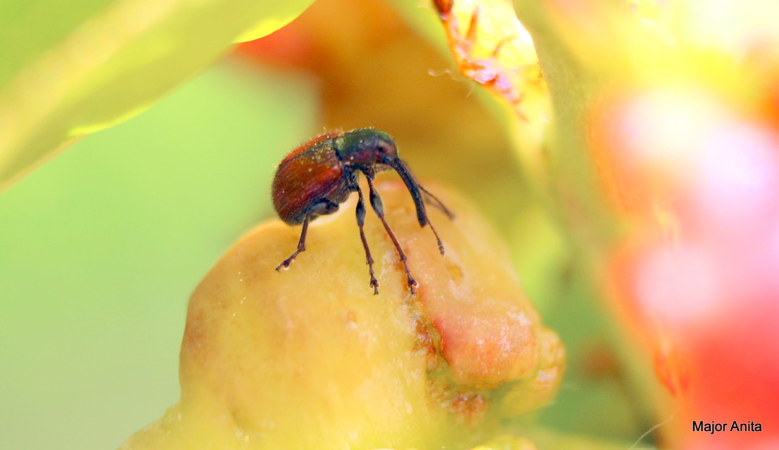 Tatianaerhynchites aequatus - piros kökényeszelény