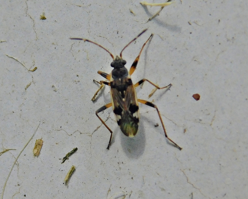 Beosus quadripunctatus - pettyes homokibodobács