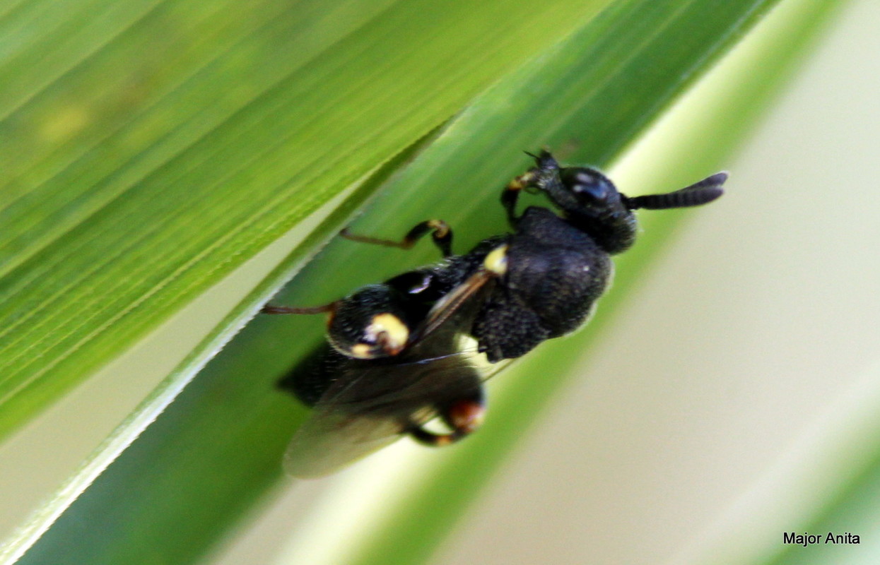 Brachymeria tibialis