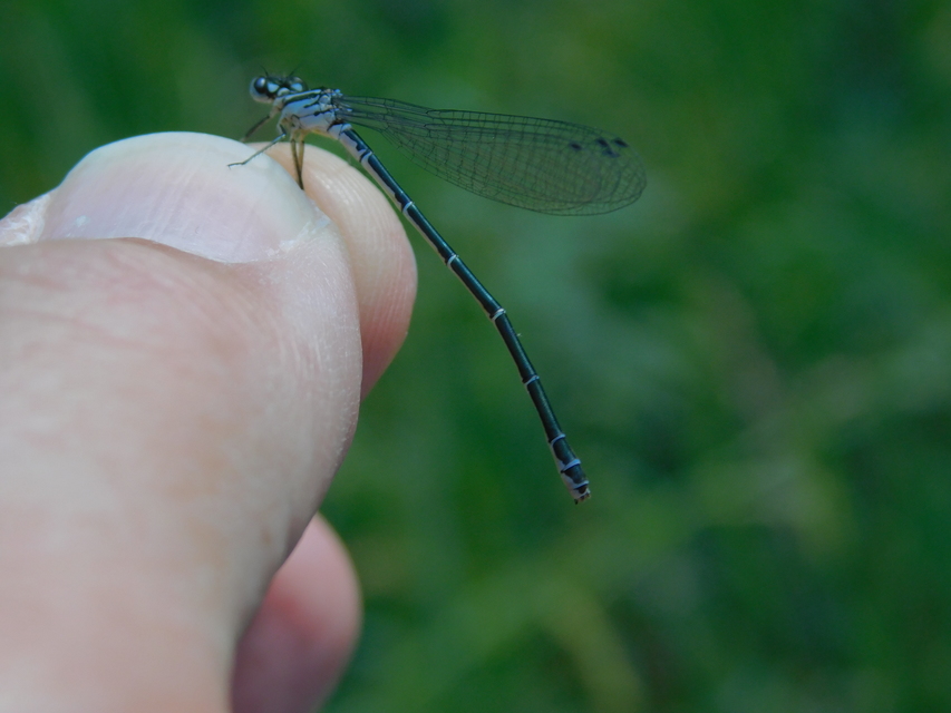 Coenagrion puella - azúrkék légivadász