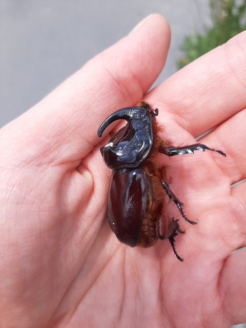 Oryctes nasicornis - orrszarvú bogár