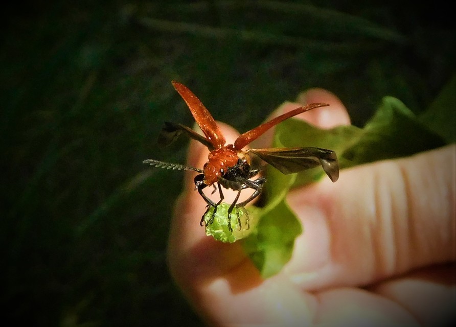 Pyrochroa serraticornis - közép-bíborbogár