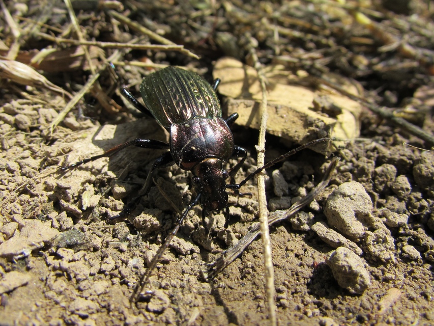 Carabus ulrichii - rezes futrinka Carabus ulrichii - rezes futrinka