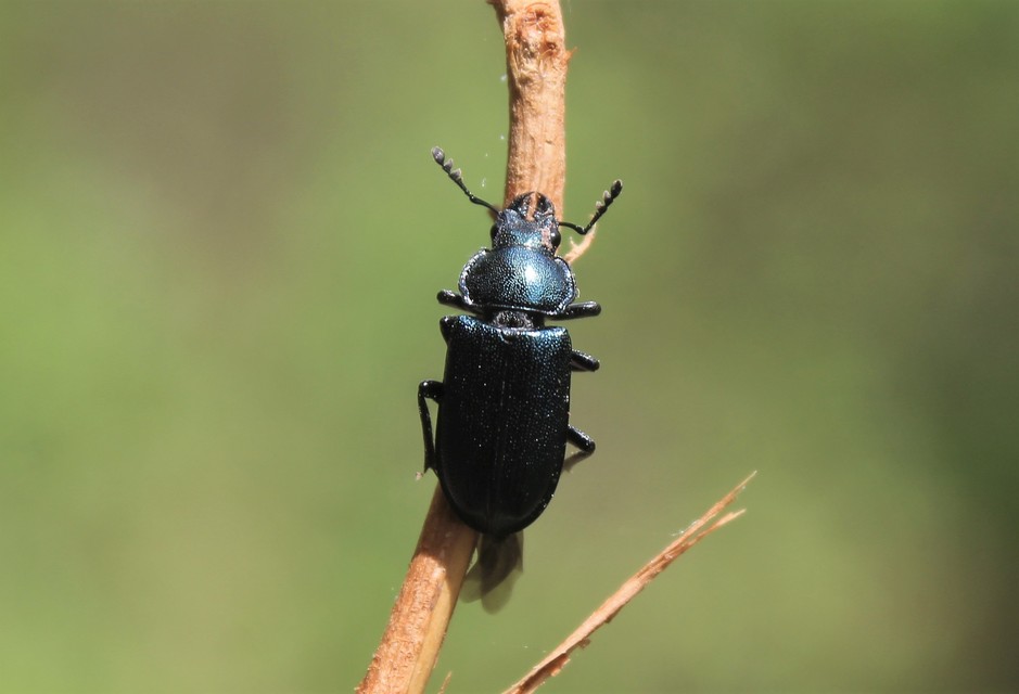Platycerus caraboides - kis fémesszarvasbogár
