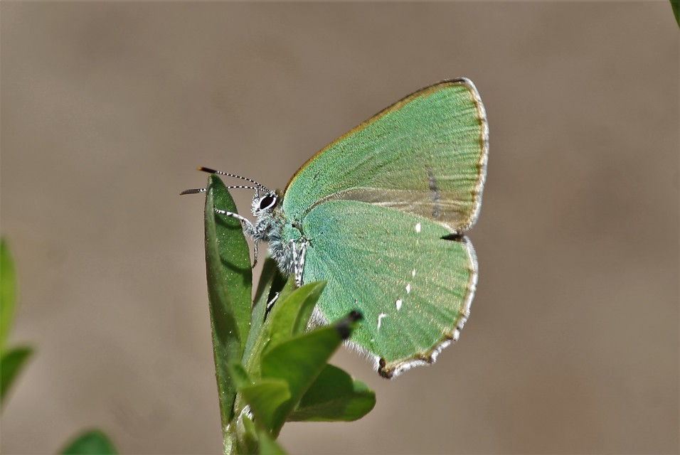 Callophrys rubi - zöldfonákú lepke