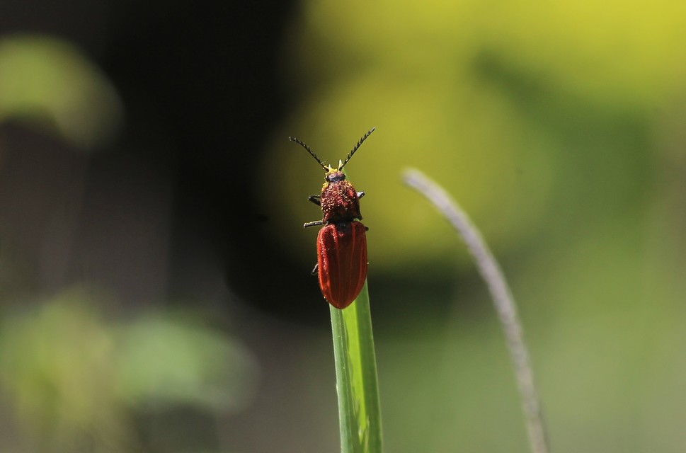 Anostirus purpureus - tűzvörös pattanó