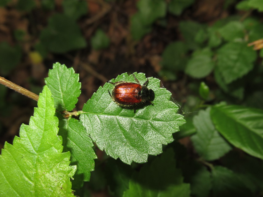 Phyllopertha horticola - kerti szipoly