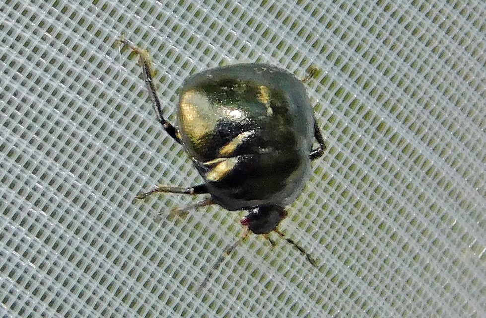 Coptosoma Coptosoma