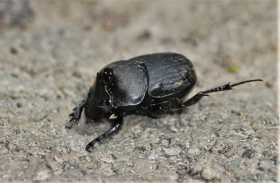Onthophagus verticicornis - fekete trágyatúró