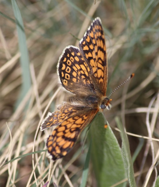 Melitaea cinxia - réti tarkalepke