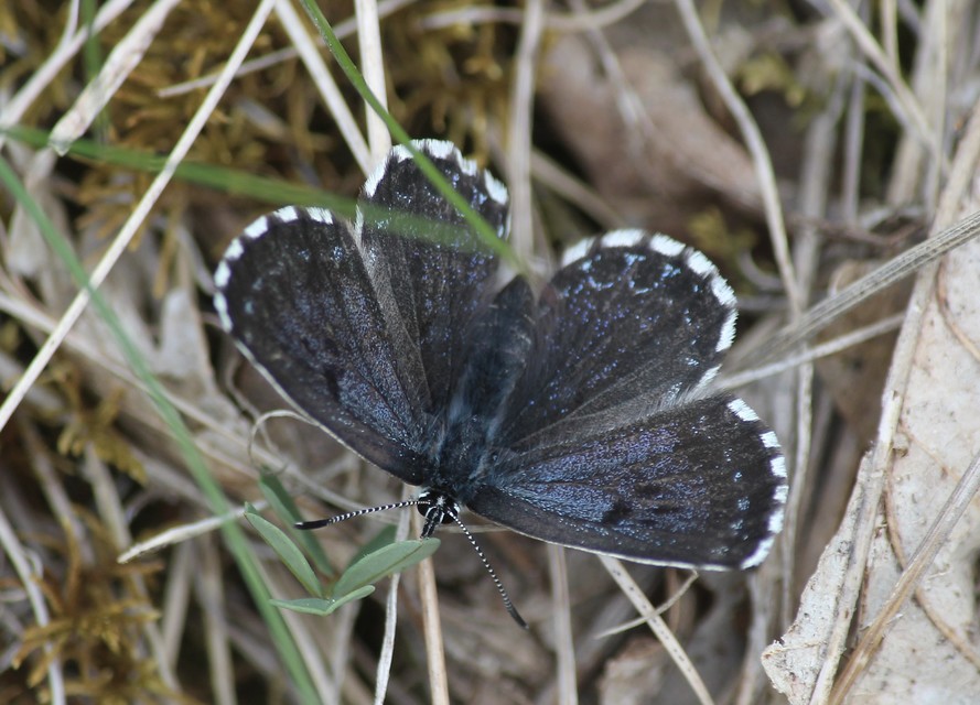 Scolitantides orion - szemes boglárka