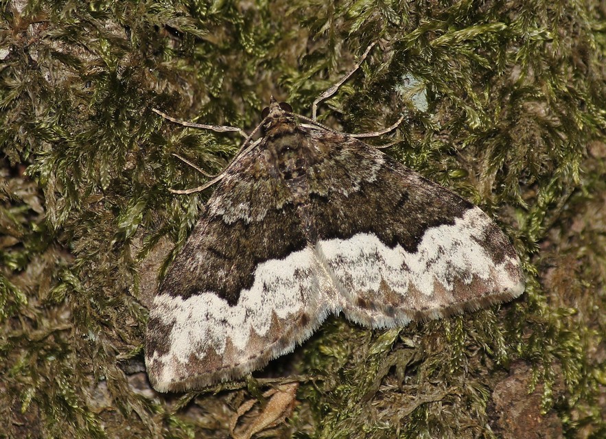 Euphyia biangulata - szegletes tarkaaraszoló