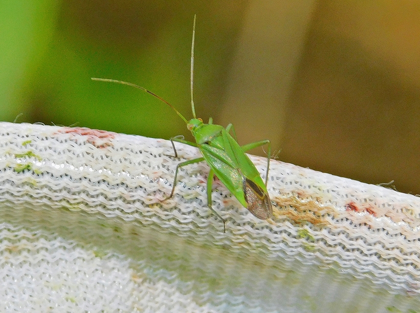 Calocoris affinis