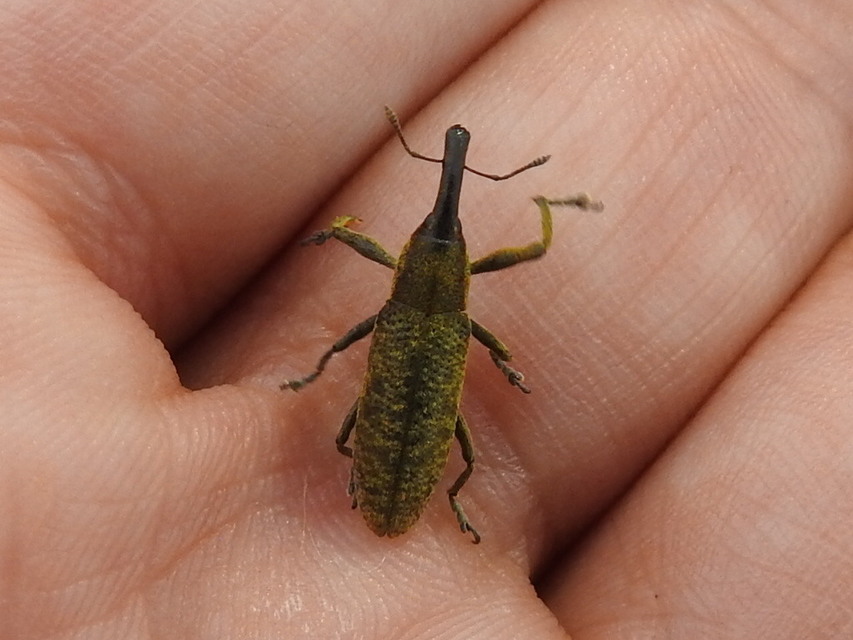 Lixus pulverulentus - mályvafúró dudvabarkó