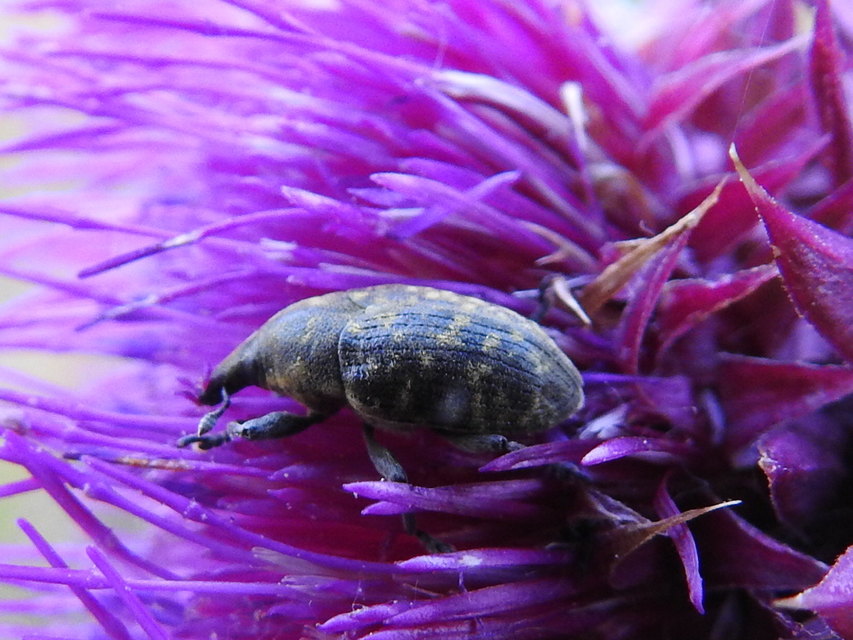 Larinus turbinatus - kúposorrú púderbarkó