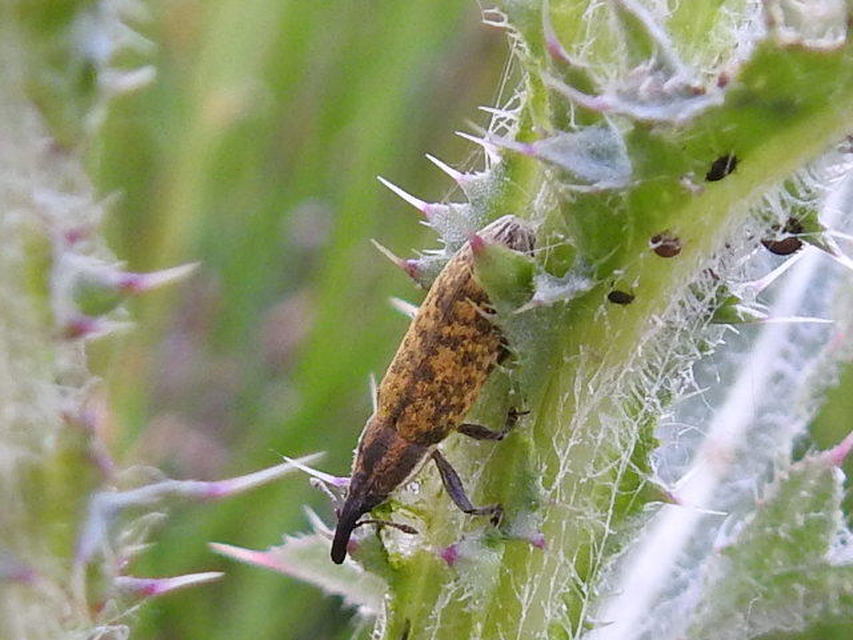 Lixus cardui/filiformis