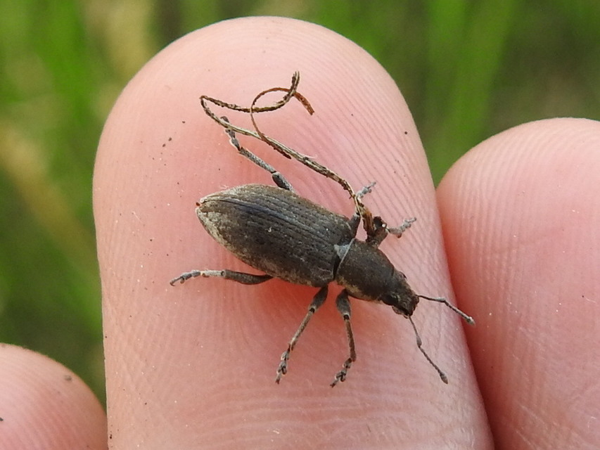 Tanymecus palliatus - közönséges hegyesfarúbarkó